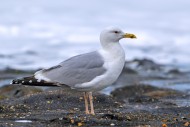 Caspian gull (Larus cachinnan...