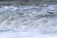 Caspian gull (Larus cachinnan...