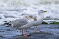 Caspian gull (Larus cachinnan...