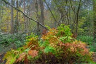 Royal fern (Osmunda regalis),...