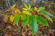 Sweet chestnut tree / Spanish...