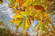 Sweet chestnut tree / Spanish...