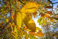 Sweet chestnut tree / Spanish...