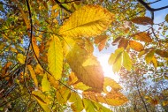 Sweet chestnut tree / Spanish...