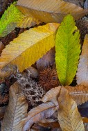 Sweet chestnut (Castanea sati...