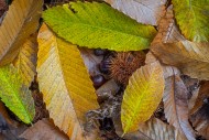 Sweet chestnut (Castanea sati...