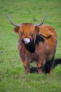 Highland bull, Scottish breed...