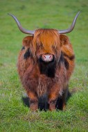 Highland bull, Scottish breed...