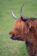 Highland bull, Scottish breed...