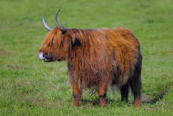 Highland bull, Scottish breed...