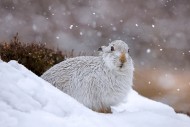 Mountain hare / alpine hare /...