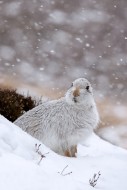 Mountain hare / alpine hare /...