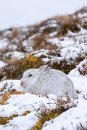 Mountain hare / alpine hare /...