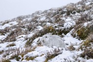 Mountain hare / alpine hare /...