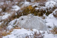 Mountain hare / alpine hare /...