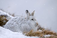 Mountain hare / alpine hare /...