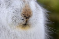 Mountain hare / alpine hare /...