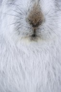 Mountain hare / alpine hare /...