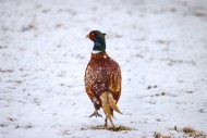 Common pheasant / ring-necked...