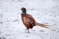 Common pheasant / ring-necked...