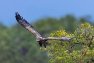 White-tailed eagle / Eurasian...