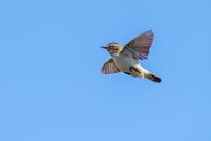 Sedge warbler (Acrocephalus s...