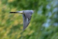 Common cuckoo (Cuculus canoru...