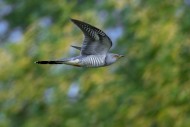 Common cuckoo (Cuculus canoru...