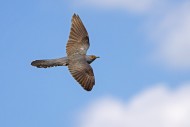 Common cuckoo (Cuculus canoru...