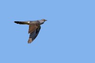 Common cuckoo (Cuculus canoru...