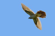 Common cuckoo (Cuculus canoru...