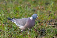 Common wood pigeon (Columba p...