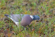 Common wood pigeon (Columba p...