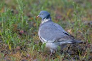 Common wood pigeon (Columba p...