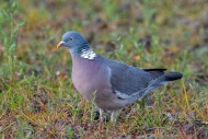 Common wood pigeon (Columba p...