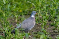 Common wood pigeon (Columba p...