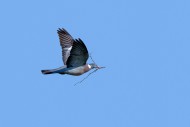 Common wood pigeon (Columba p...