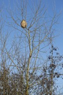 Paper nest of European hornet...