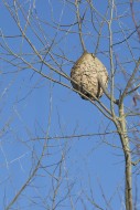 Paper nest of European hornet...