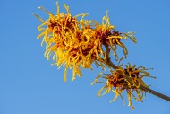 Hybrid witch hazel (Hamamelis...