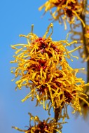 Hybrid witch hazel (Hamamelis...