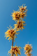 Hybrid witch hazel (Hamamelis...