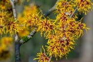 Hybrid witch hazel (Hamamelis...