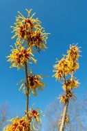 Hybrid witch hazel (Hamamelis...