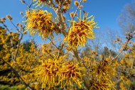 Hybrid witch hazel (Hamamelis...