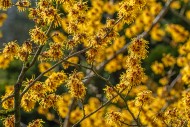 Hybrid witch hazel (Hamamelis...