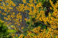 Hybrid witch hazel (Hamamelis...