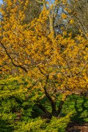 Hybrid witch hazel (Hamamelis...