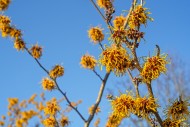 Hybrid witch hazel (Hamamelis...