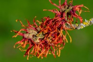 Hybrid witch hazel (Hamamelis...